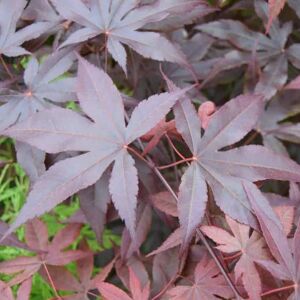 Acer palmatum 'Bloodgood' (A) 150-175 cm